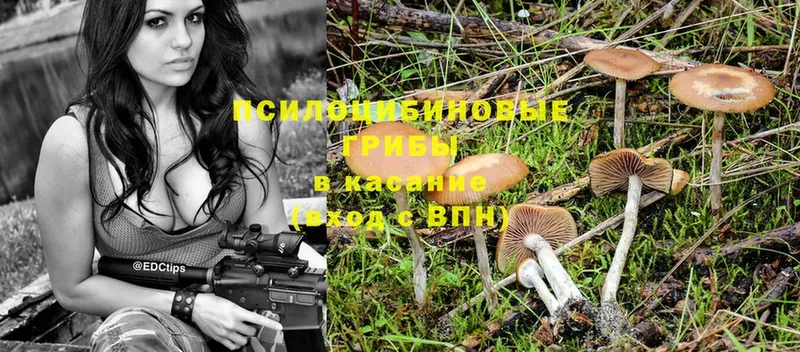 Галлюциногенные грибы Cubensis  Волгоград 